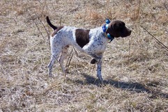 Timbercreek Gundogs