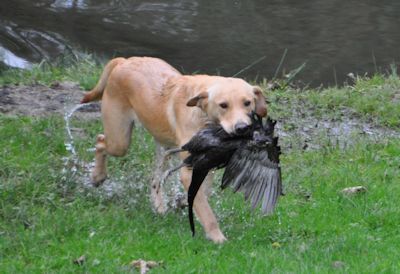 
 Retriever during Game training with Hextor Gundogs